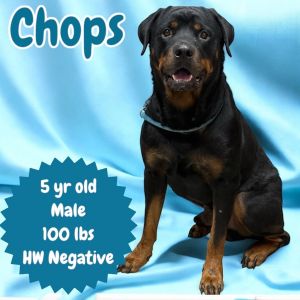 Chops, Adult Male Rottweiler