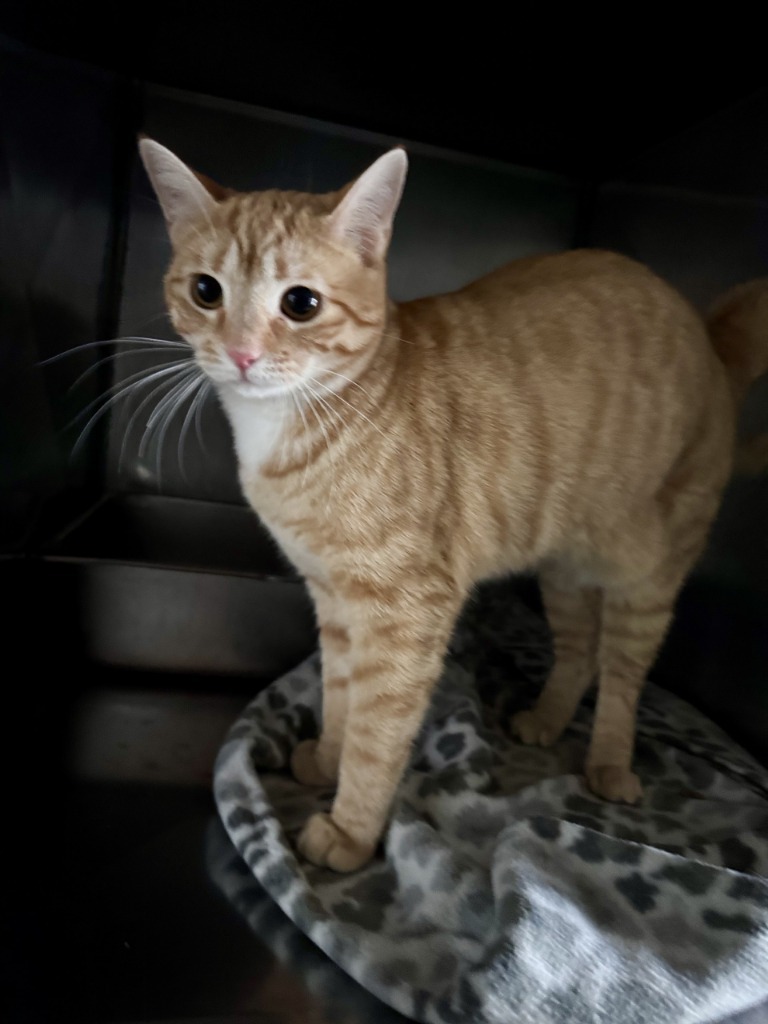Simba