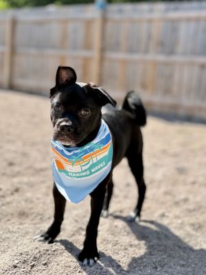 Pugsley, Baby Male Pug
