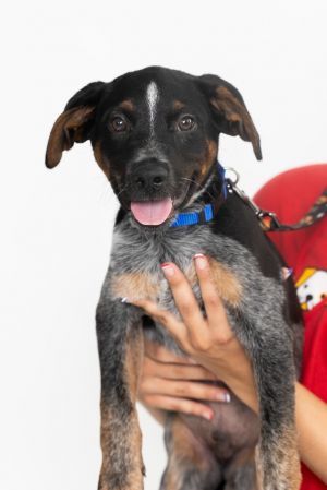 Kaleo, Baby Male Mixed Breed