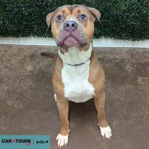 Rocky, Young Male Pit Bull Terrier