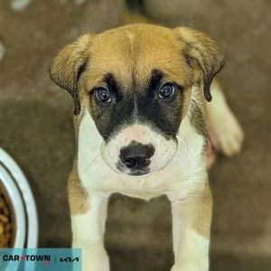 Ben Grimm, Baby Male Labrador Retriever