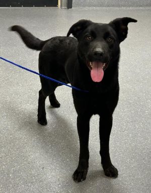 Weston, Young Male Shepherd
