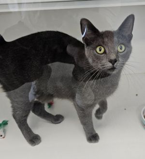 Blossum, Young Female Domestic Short Hair