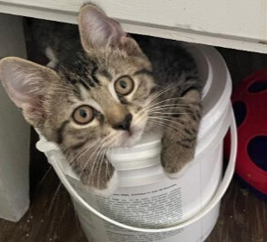 Scout, Baby Female Tabby