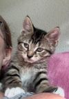 Scout photo 3