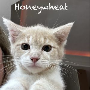 Honey Wheat, Young Male unknown