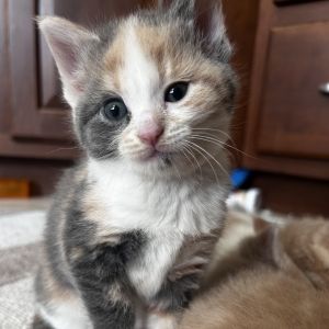 Pumpernickel, Young Female unknown