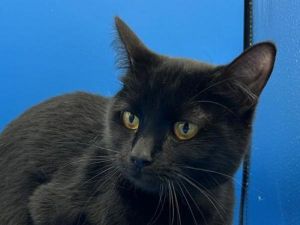 Binx, Young Female Domestic Short Hair