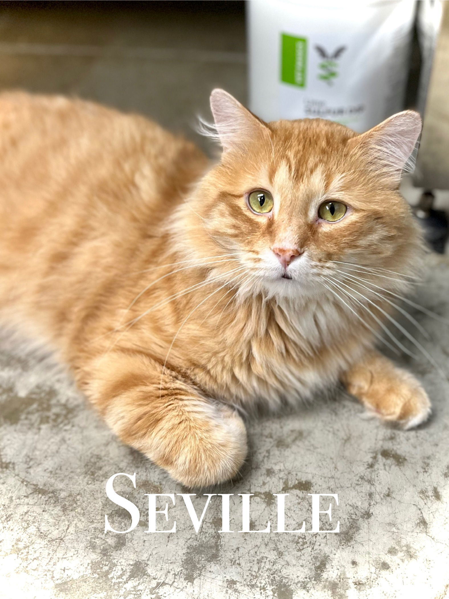 Seville
