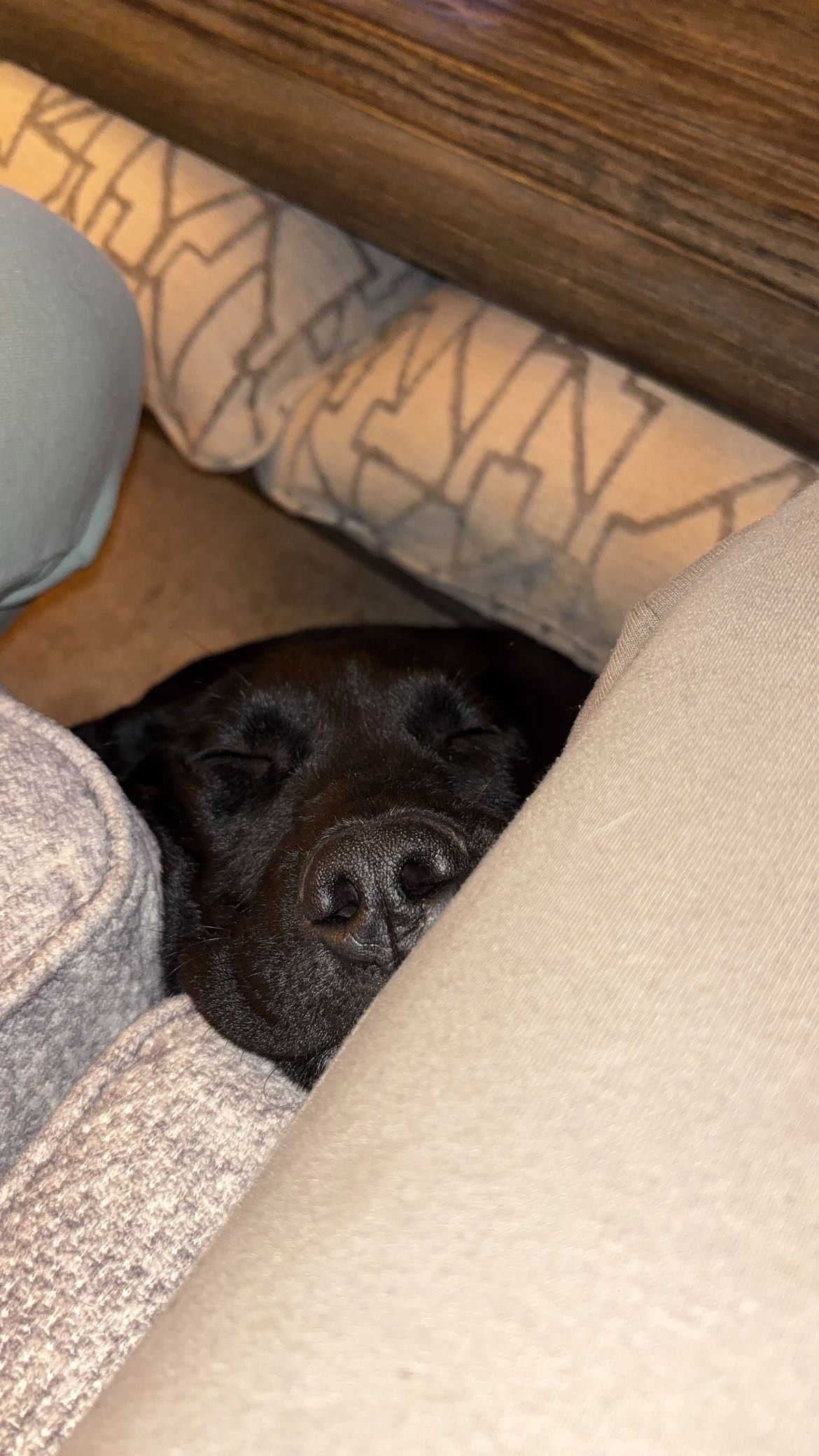 Roscoe (Noodle)