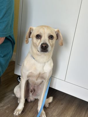 Prince, Adult Male Chihuahua