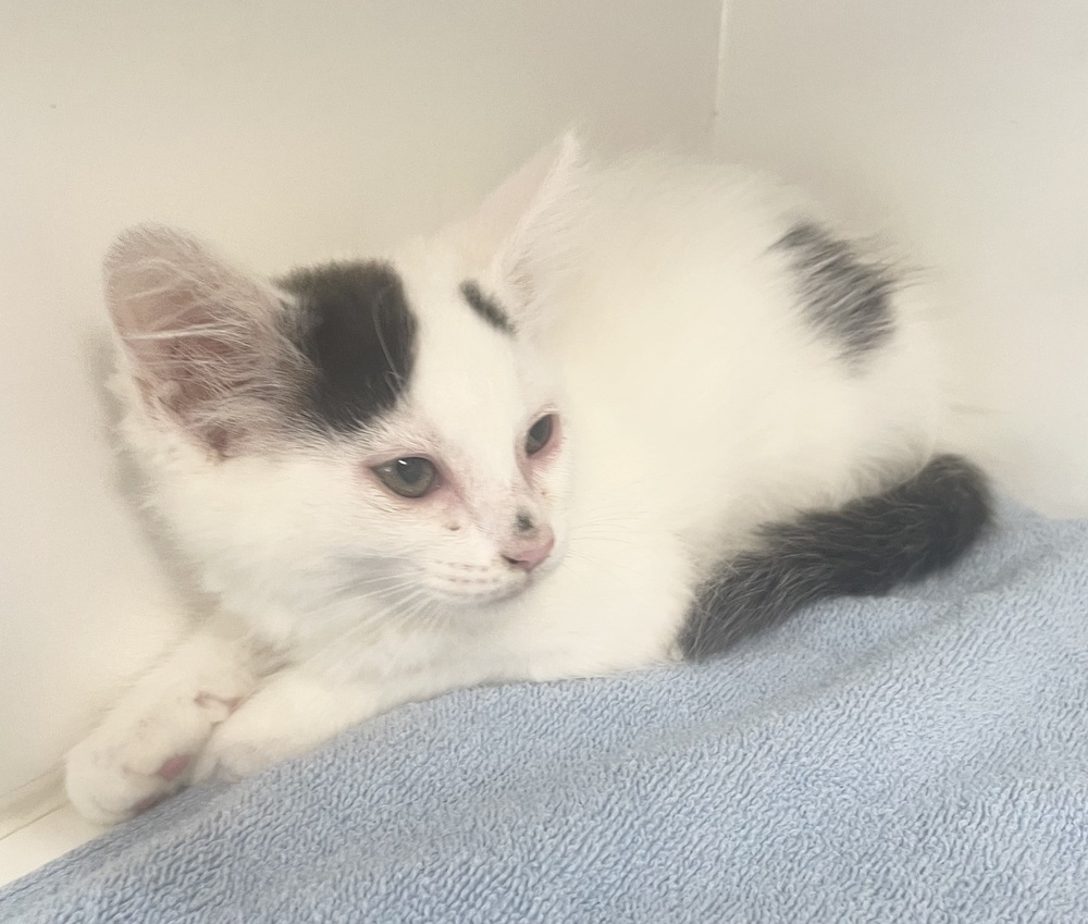 Alexa ~ Available at PetSmart Warsaw, IN!!