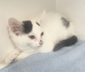 Alexa ~ Available at PetSmart Warsaw, IN!!, Baby Female Domestic Medium Hair