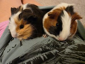 Peppa and Georgie, Young Female Guinea Pig
