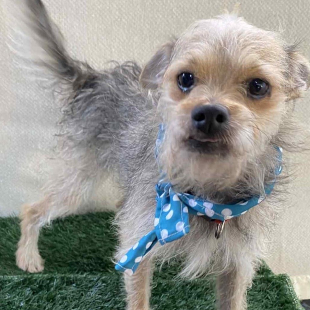 Charlie Brown, an adoptable Schnauzer, Terrier in San Diego, CA, 92130 | Photo Image 1