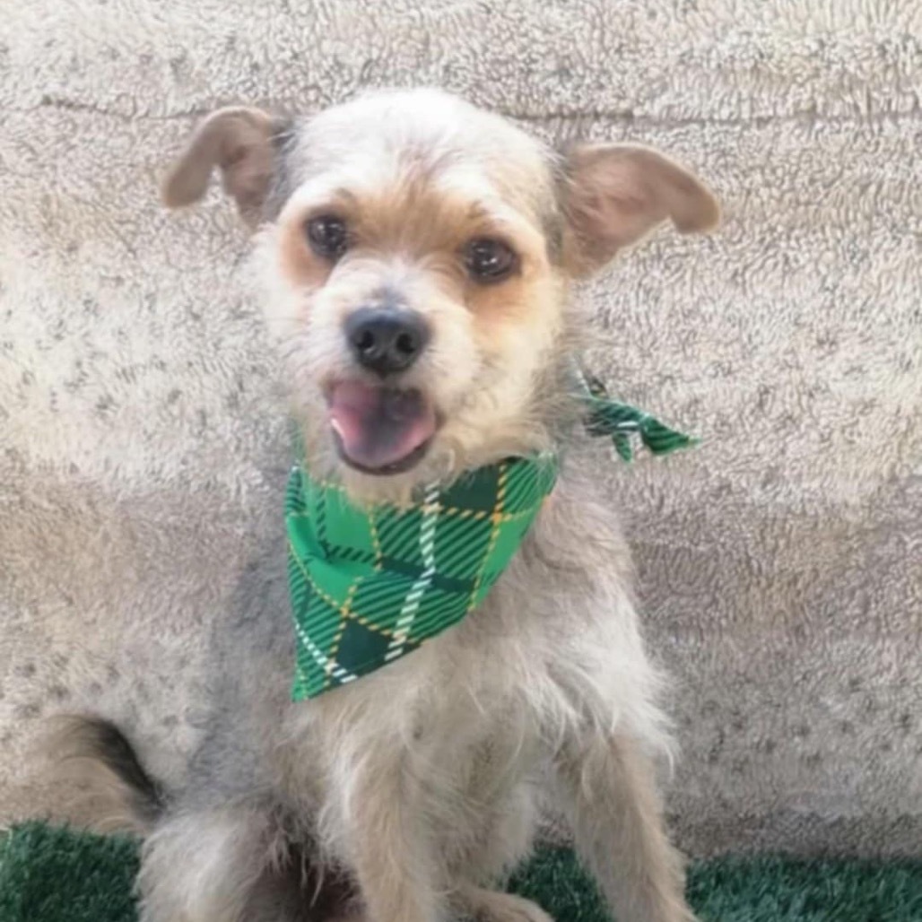Charlie Brown, an adoptable Schnauzer, Terrier in San Diego, CA, 92130 | Photo Image 2