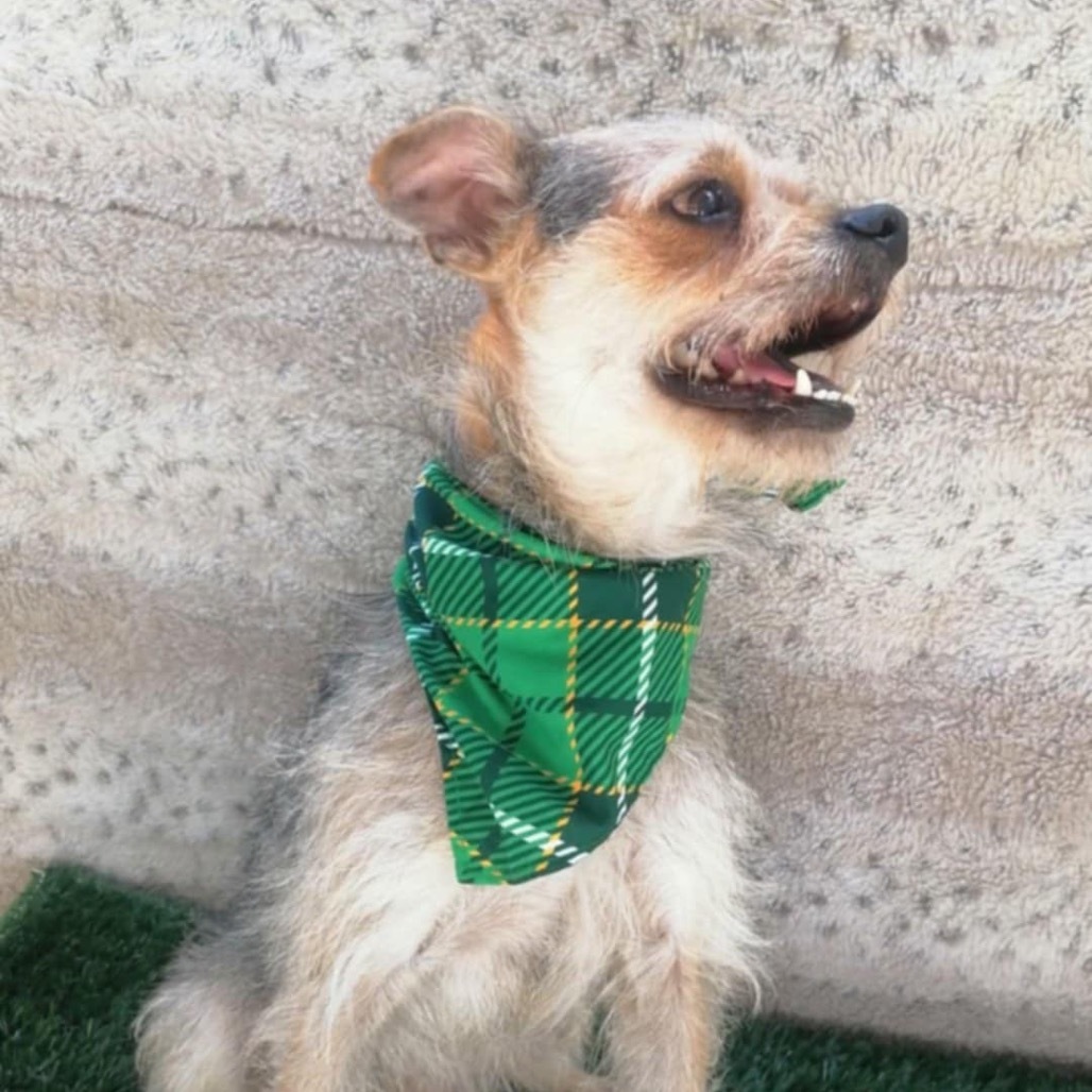 Charlie Brown, an adoptable Schnauzer, Terrier in San Diego, CA, 92130 | Photo Image 3