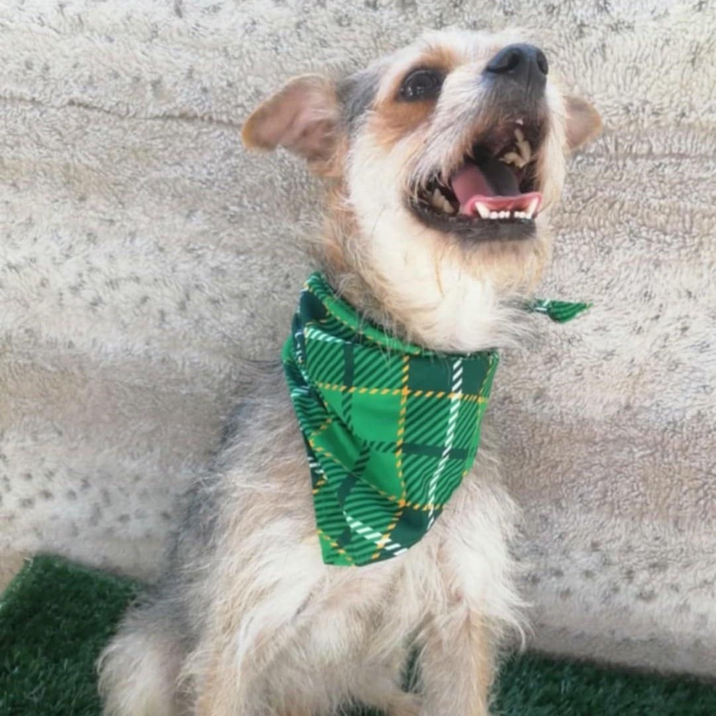 Charlie Brown, an adoptable Schnauzer, Terrier in San Diego, CA, 92130 | Photo Image 4