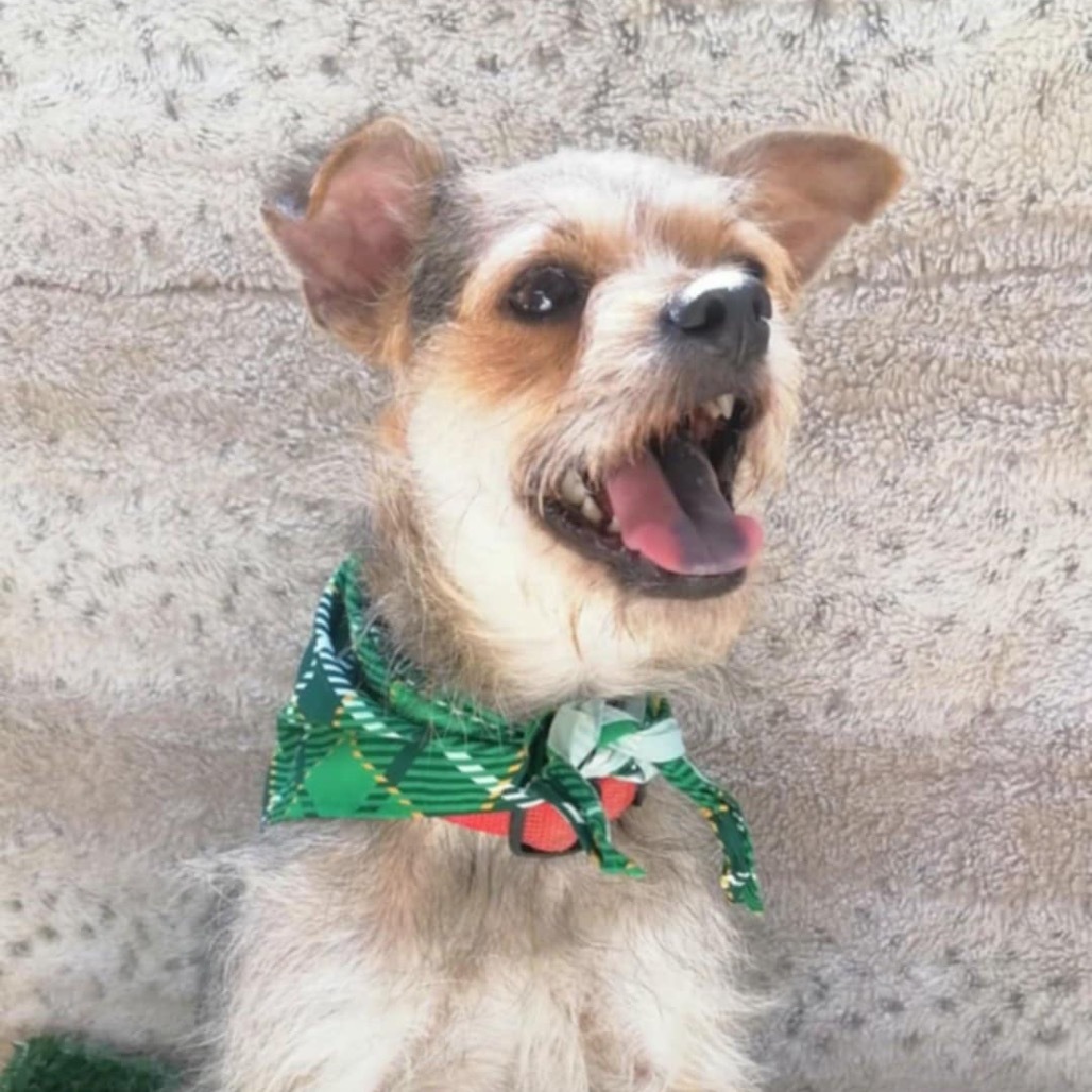Charlie Brown, an adoptable Schnauzer, Terrier in San Diego, CA, 92130 | Photo Image 5