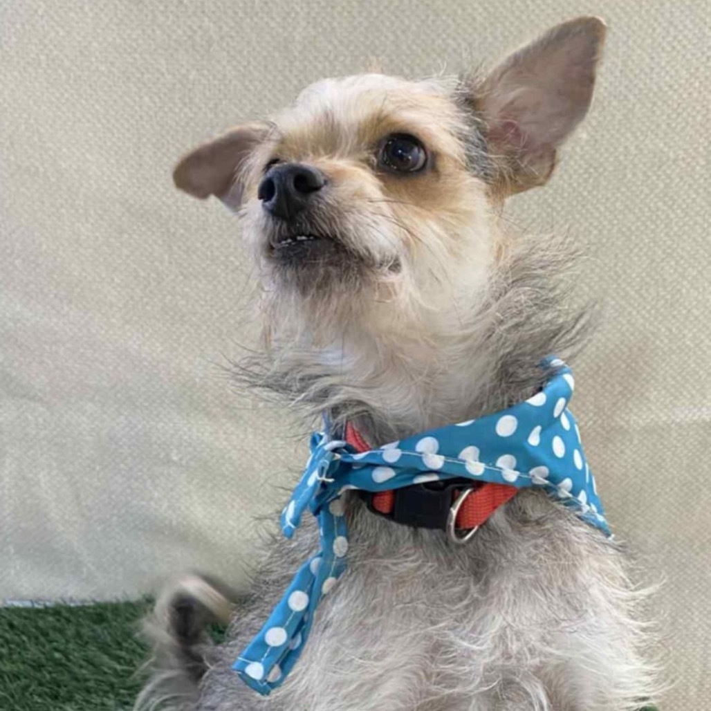 Charlie Brown, an adoptable Schnauzer, Terrier in San Diego, CA, 92130 | Photo Image 6