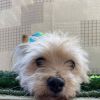 Molly photo 4