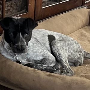 Daisy, Adult Female unknown