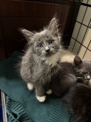 Todoroki Russian Blue Cat
