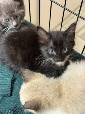 Deku Domestic Long Hair Cat