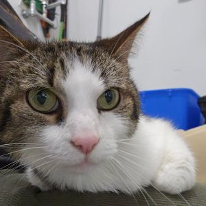 Blake Shelton, Senior Male Domestic Short Hair