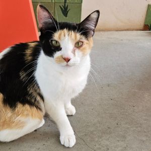 Pam, Adult Female Domestic Short Hair