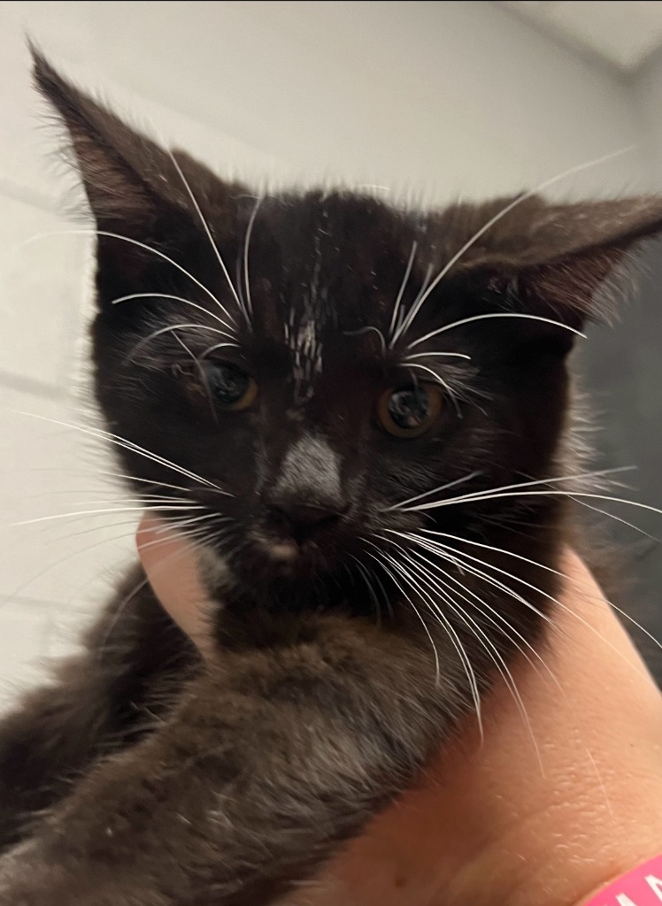 I Kitten 2
