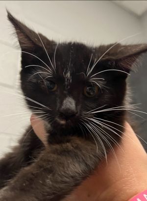I Kitten 2, Baby Female Domestic Short Hair