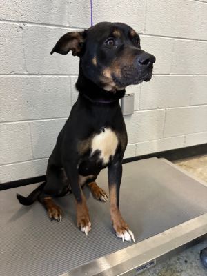 Elsie, Adult Female Mixed Breed