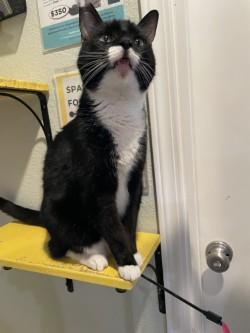Im good with other cats and possibly a cat friendly dog thats not overly active My owner left me 