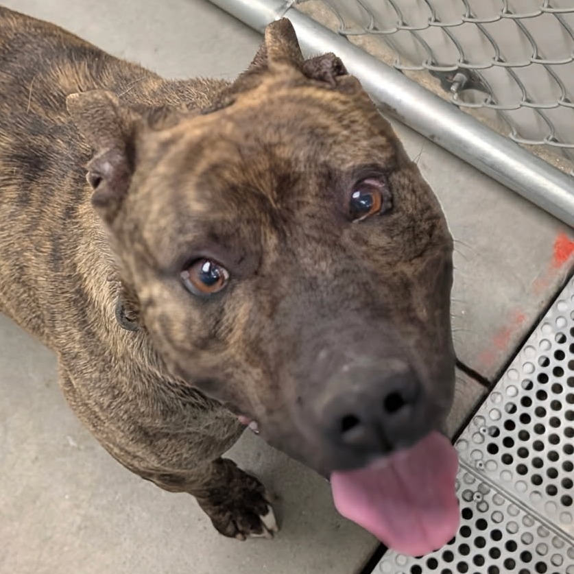 Thor, an adoptable Mixed Breed in Buffalo, WY, 82834 | Photo Image 1
