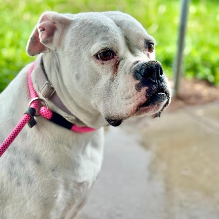 Daphne, an adoptable Mixed Breed in Buffalo, WY, 82834 | Photo Image 2