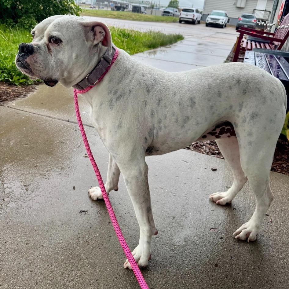 Daphne, an adoptable Mixed Breed in Buffalo, WY, 82834 | Photo Image 3