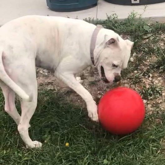 Daphne, an adoptable Mixed Breed in Buffalo, WY, 82834 | Photo Image 6