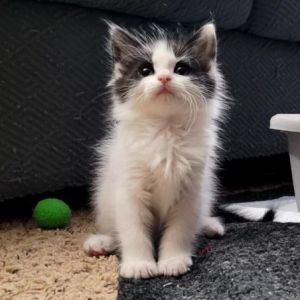 Carrot, Baby Female Domestic Long Hair