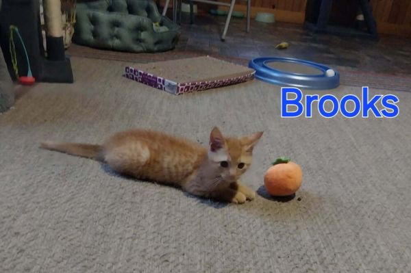 Brooks