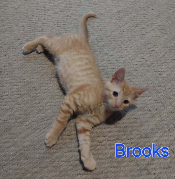 Brooks thumbnail 2