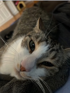 Tommy