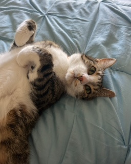 Tommy