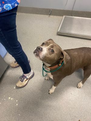 Foxie, Senior Female American Staffordshire Terrier