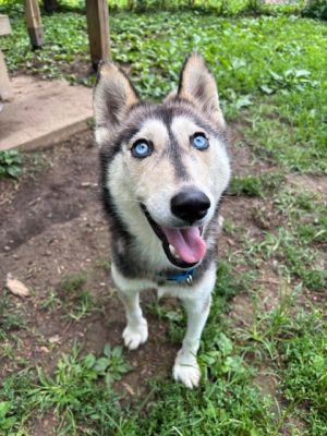 Cinder, Adult Female Husky