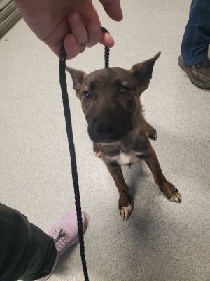 Athena, Young Female Boxer