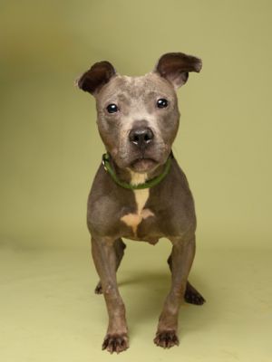 Meek Pit Bull Terrier Dog