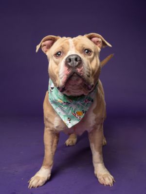 Hector, Adult Male Mixed Breed