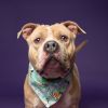 Hector photo 3